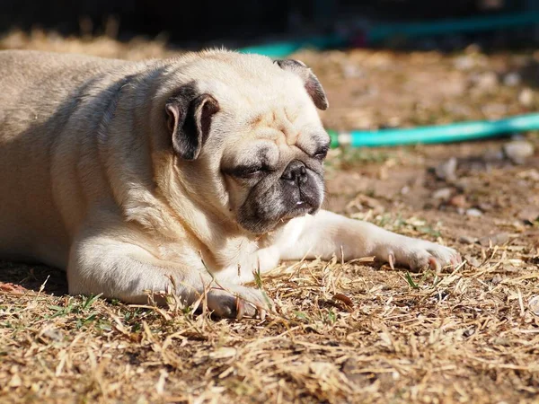 Lovely White Fat Cute Pug Portraits Close Lying Garden Floor — Stock Photo, Image