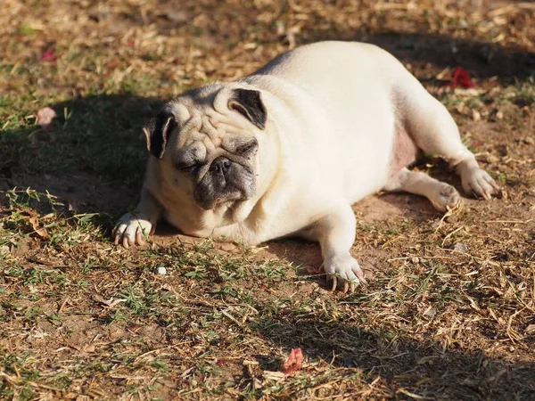 Lovely White Fat Cute Pug Portraits Close Lying Garden Floor — Stock Photo, Image