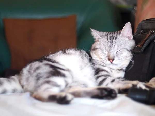 可愛いショートヘア American Short Hair品種キティグレーと黒のストライプホーム猫は寝室でリラックスクローズアップ選択的フォーカスブラーの背景 — ストック写真