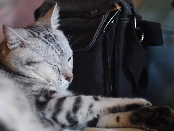 Şirin Kısa Saçlı Genç Ameri Kan Kısa Saçlı Kedi Yavrusu — Stok fotoğraf