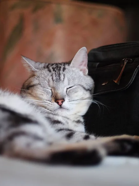 Şirin Kısa Saçlı Genç Ameri Kan Kısa Saçlı Kedi Yavrusu — Stok fotoğraf