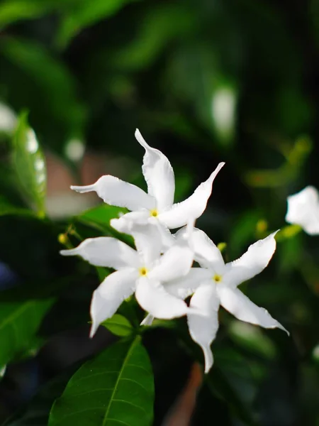 Flores Brancas Minúsculas Parecem Com Gerdenia Crape Jasmine Sob Luz — Fotografia de Stock