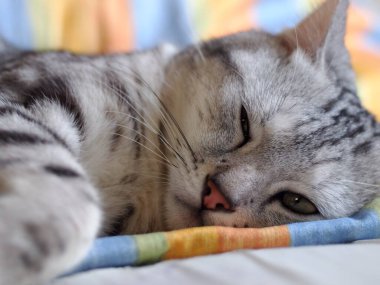 Şirin kısa saçlı genç AMERİKAN kısa saçlı kedi yavrusu gri ve siyah çizgili ev kedisi yatak odasında uyuyor seçici odak bulanık arkaplan