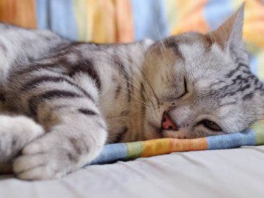 Şirin kısa saçlı genç AMERİKAN kısa saçlı kedi yavrusu gri ve siyah çizgili ev kedisi yatak odasında uyuyor seçici odak bulanık arkaplan