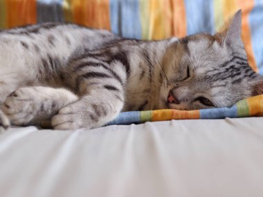 Şirin kısa saçlı genç AMERİKAN kısa saçlı kedi yavrusu gri ve siyah çizgili ev kedisi yatak odasında uyuyor seçici odak bulanık arkaplan