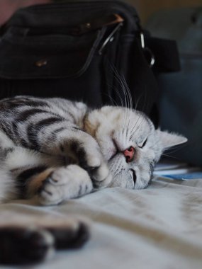 Şirin, kısa saçlı, kısa saçlı, kısa saçlı kedicik. Gri saçlı, siyah çizgili, yatak odasında uyuyan kedicik.