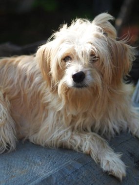 sevimli, uzun, kıllı, sevimli, şişman, kirli köpek ev bahçesinde oynuyor seçici odak bulanıklığı arka planında