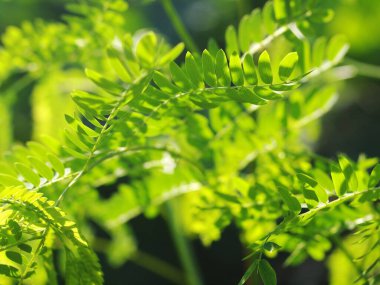 Bulanık organik renkli bitki yaprakları doğal güneş ışığı altında sığ alan derinliği ve ev bahçesindeki karanlık ortam huzur verici ruh hali için arka plan veya arka plan için.