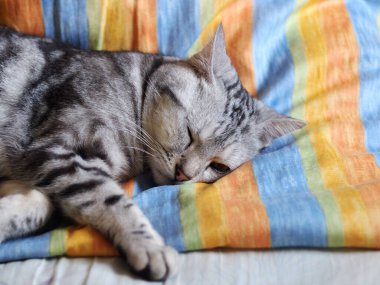 Şirin kısa saçlı genç AMERİKAN kısa saçlı kedi yavrusu gri ve siyah çizgili ev kedisi yatak odasında uyuyor seçici odak bulanık arkaplan