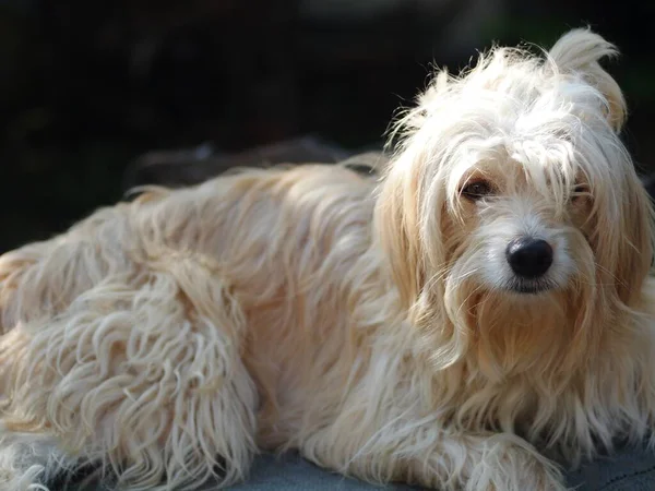 sevimli, uzun, kıllı, sevimli, şişman, kirli köpek ev bahçesinde oynuyor seçici odak bulanıklığı arka planında