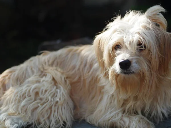 sevimli, uzun, kıllı, sevimli, şişman, kirli köpek ev bahçesinde oynuyor seçici odak bulanıklığı arka planında