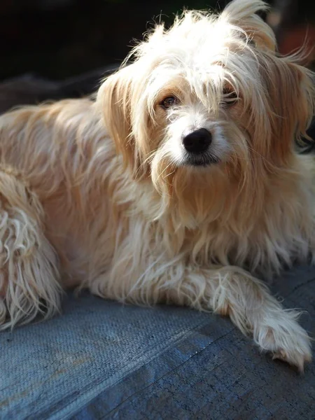 sevimli, uzun, kıllı, sevimli, şişman, kirli köpek ev bahçesinde oynuyor seçici odak bulanıklığı arka planında