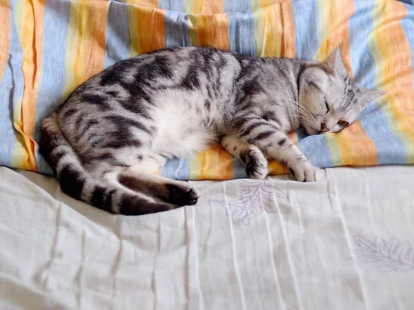 Şirin kısa saçlı genç AMERİKAN kısa saçlı kedi yavrusu gri ve siyah çizgili ev kedisi yatak odasında uyuyor seçici odak bulanık arkaplan