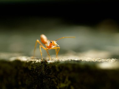 Kırmızı karıncalar etrafta koşuşturuyorlar ve evlerinin bahçesindeki alanlarını savunuyorlar. Sabah güneşinin altında. Karanlık arka planda.