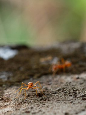 Kırmızı karıncalar etrafta koşuşturuyorlar ve evlerinin bahçesindeki alanlarını savunuyorlar. Sabah güneşinin altında. Karanlık arka planda.