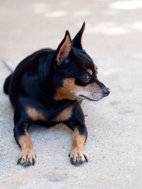 Şirin, siyah, sevimli, minyatür, kahverengi gözlü, minyatür köpek. Gri renkli beton zeminde seçici bir odak noktası var.