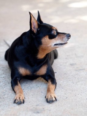 Şirin, siyah, sevimli, minyatür, kahverengi gözlü, minyatür köpek. Gri renkli beton zeminde seçici bir odak noktası var.