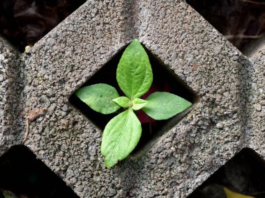 Genç yeşil bitki yaprakları bahçedeki beton blokta büyüyor. Huzurlu bir ortam için arka plan ya da arka plan için.