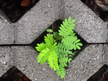 Genç yeşil bitki yaprakları bahçedeki beton blokta büyüyor. Huzurlu bir ortam için arka plan ya da arka plan için.