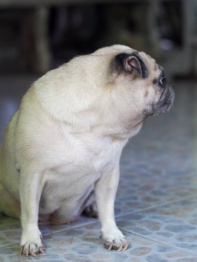 Güzel, beyaz, şişman, sevimli köpek portreleri. Kapalı kapılar, dinlenme, komik suratlar ve duruşlar.