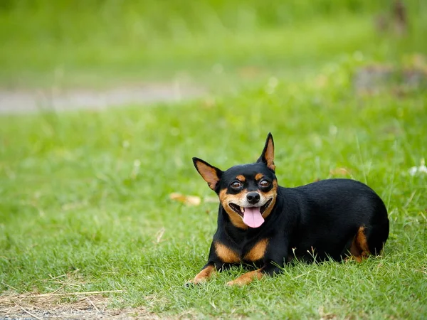 Feliz Sorrindo Rindo Bonito Gordura Preta Adorável Cão Pincher Miniatura Fotografia De Stock
