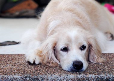 sevimli, uzun, kıllı, sevimli, şişman, kirli köpek ev bahçesinde oynuyor seçici odak bulanıklığı arka planında