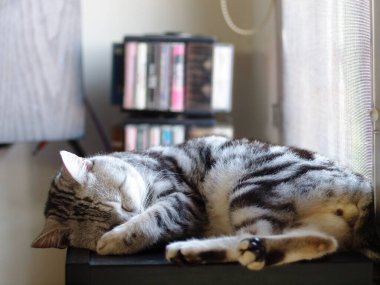 Şirin kısa saçlı genç AMERİKAN kısa saçlı kedi yavrusu gri ve siyah çizgili ev kedisi pencereli bir odada uyuyan seçici odak bulanık arkaplan