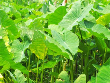 Yeşil yapraklı su bitkisi, Colocasia esculenta (Linn.) Schott, Typha angustifolia ile birlikte büyür. Güneşli bir günde, doğrudan güneş ışığı altında tropikal bir gölet bitkisi.