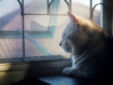 Siyah çizgili sevimli bir AMERİKAN Kısa Saçlı Gri Ev kedisi. Yatak odası penceresinde seçici bir odak noktası var. Yalnız ruh hali arkaplanı arıyor.