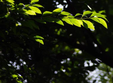 Bulanık organik renkli bitki yaprakları doğal güneş ışığı altında sığ alan derinliği ve ev bahçesindeki karanlık ortam huzur verici ruh hali için arka plan veya arka plan için.