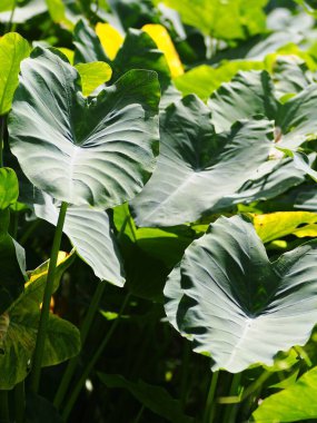 Bulanık organik renkli bitki yaprakları doğal güneş ışığı altında sığ alan derinliği ve ev bahçesindeki karanlık ortam huzur verici ruh hali için arka plan veya arka plan için.