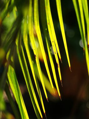 Palmiye yaprakları, yüksek ışıklı gölgeler ve sığ alan derinliği ile yakın plan, doğal güneş ışığı altında yumuşak odak, açık havada güneşli bir günde tropik tatil köyü bahçesinde renkli bokeh arka plan.
