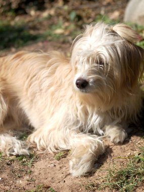 sevimli, uzun, kıllı, sevimli, şişman, kirli köpek ev bahçesinde oynuyor seçici odak bulanıklığı arka planında