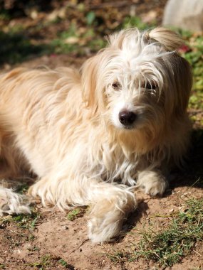 sevimli, uzun, kıllı, sevimli, şişman, kirli köpek ev bahçesinde oynuyor seçici odak bulanıklığı arka planında