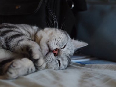 Şirin kısa saçlı genç kedi gri ve siyah çizgili ev kedisi yatak odasında dinleniyor yakın plan seçici odak bulanık arka plan