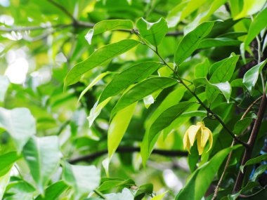 Bulanık organik renkli bitki yaprakları doğal güneş ışığı altında sığ alan derinliği ve ev bahçesindeki karanlık ortam huzur verici ruh hali için arka plan veya arka plan için.