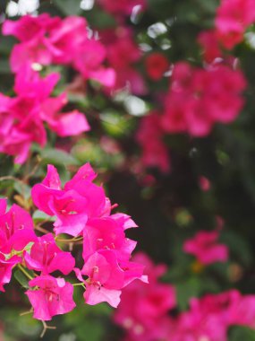 Renkli Kağıt Çiçeği, Pembe yapraklı begonviller, Sabah güneşi altında parlak çiçekler, seçici odak alanı bulanık arka plan derinliği