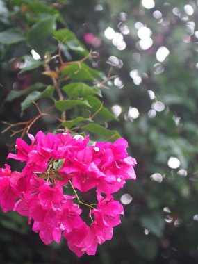 Renkli Kağıt Çiçeği, Pembe yapraklı begonviller, Sabah güneşi altında parlak çiçekler, seçici odak alanı bulanık arka plan derinliği