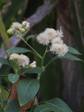 Bitterleaf ağacının küçük beyaz çiçekleri, Gymnanthemum uzantısı, Cacalia uzantısı KuntzeConyza uzantısı Sur. Asteraceae ailesinin organik botanik bahçesine seçici odaklı Asya tropikal otları.