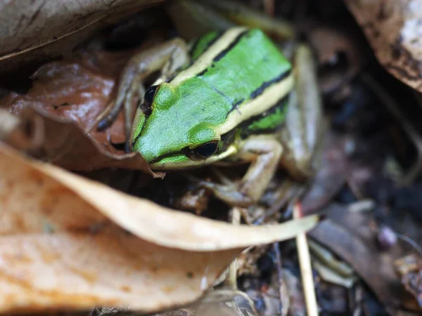 green brown little cute smooth skin amphibian looks like rice field frog, Polypedates leucomystax, wild tropical jungle animal found on home garden floor, closeup, blur background.