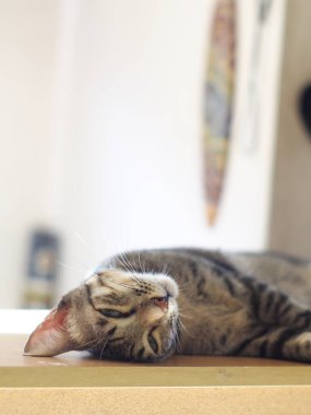 Şirin kısa saçlı Asyalı kedi yavrusu gri ve siyah çizgili ev kedisi. Kahverengi masa üstünde tembellik ediyor. Üst portre seçici odak noktası bulanık ev arka planı.