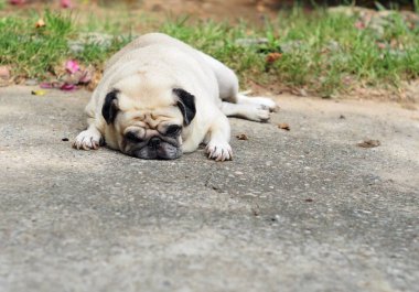 Güzel, beyaz, sevimli köpek portreleri bahçenin zemininde dinleniyor karamsar suratlar yapıyor arka planda bulanık güneş banyosu yapıyor.