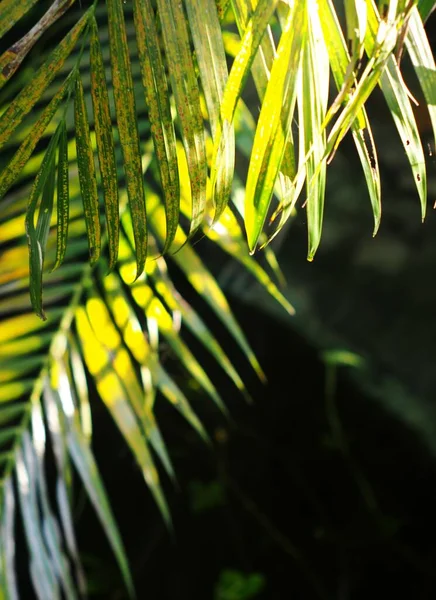 palm leaves detail close-up with hi-light shades and shadows shallow depth of field, soft focus under natural sun light with colorful bokeh background on a sunny day outdoor in tropical resort garden