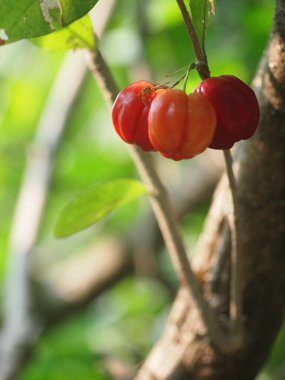 Doğal kırmızı olgun taze organik ev bitkisi. Ağaçtaki kiraz doğal güneş ışığı altında. Açık hava yeşil bokeh arka planlı seçici odak. 