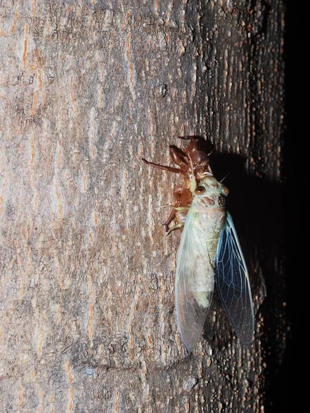 Żyjący Duży Brązowy Tropikalny Owad Cicada Platypleura Terminalia Ivorensis Chev — Zdjęcie stockowe