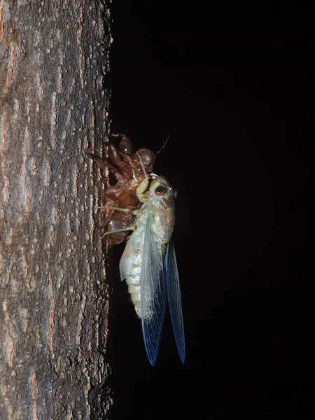 living large brown tropical insect , Cicada Platypleura, Terminalia ivorensis Chev., on it\'s brown light thin exuvia shell remains on a tree authentic shot taken with flash at night time