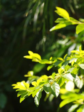 Bulanık organik renkli bitki yaprakları doğal güneş ışığı altında sığ alan derinliği ve ev bahçesindeki karanlık ortam huzur verici ruh hali için arka plan veya arka plan için.