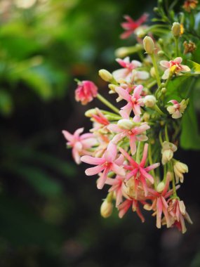 Bulanık arka plan seçici yumuşak odak Çin bal çiçeği emzir, Rangoon sarmaşığı, kırmızı pastel renk yeşil yapraklar ve bahçe arka planı ile güneş ışığı altında küçük tropikal kokulu çiçekler