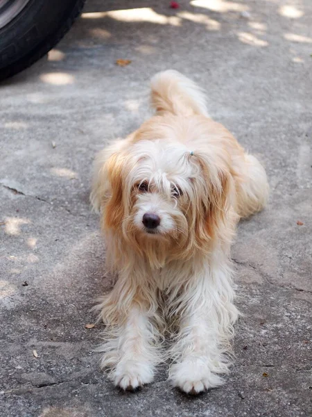 美しい長い毛の白い毛かわいい脂肪汚い犬リラックス屋外でホームガーデン選択フォーカスブラー背景 — ストック写真