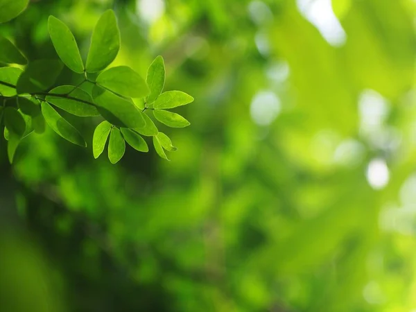 Vervaging Organische Kleurrijke Plant Bladeren Ondiepe Scherptediepte Onder Natuurlijk Zonlicht — Stockfoto